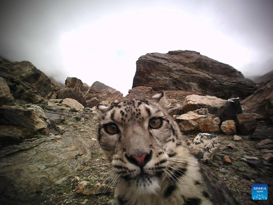 Oltre 100 leopardi delle nevi stimati nella riserva di Qomolangma