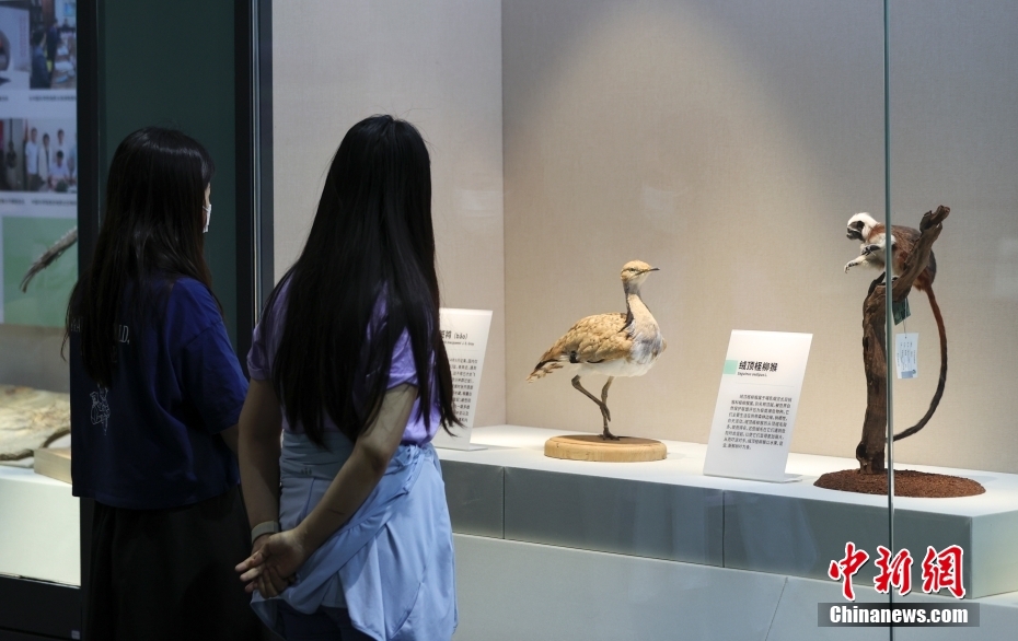 Aperta al pubblico la mostra delle collezioni selezionate dal Museo Nazionale di Storia Naturale