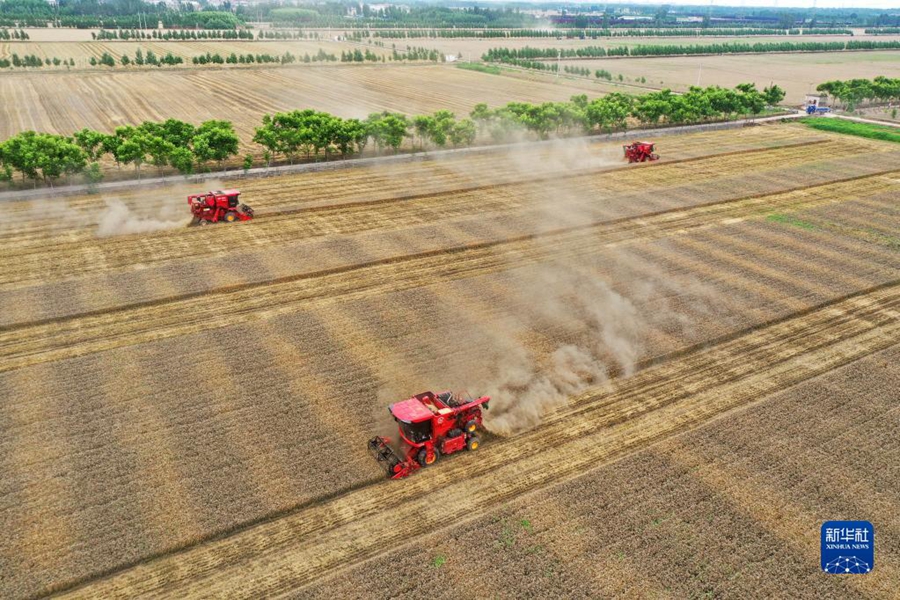 Lavori intensi nella stagione della mietitura del grano