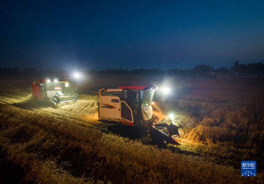 Lavori intensi nella stagione della mietitura del grano