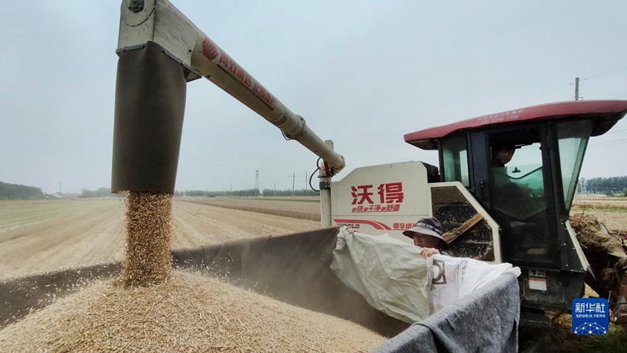 Lavori intensi nella stagione della mietitura del grano