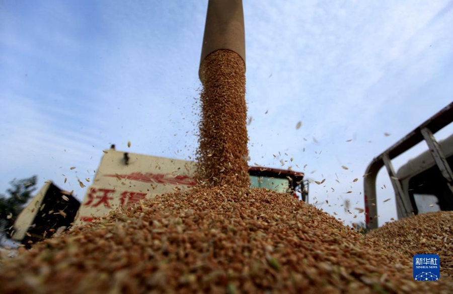 Lavori intensi nella stagione della mietitura del grano