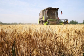 Lavori intensi nella stagione della mietitura del grano