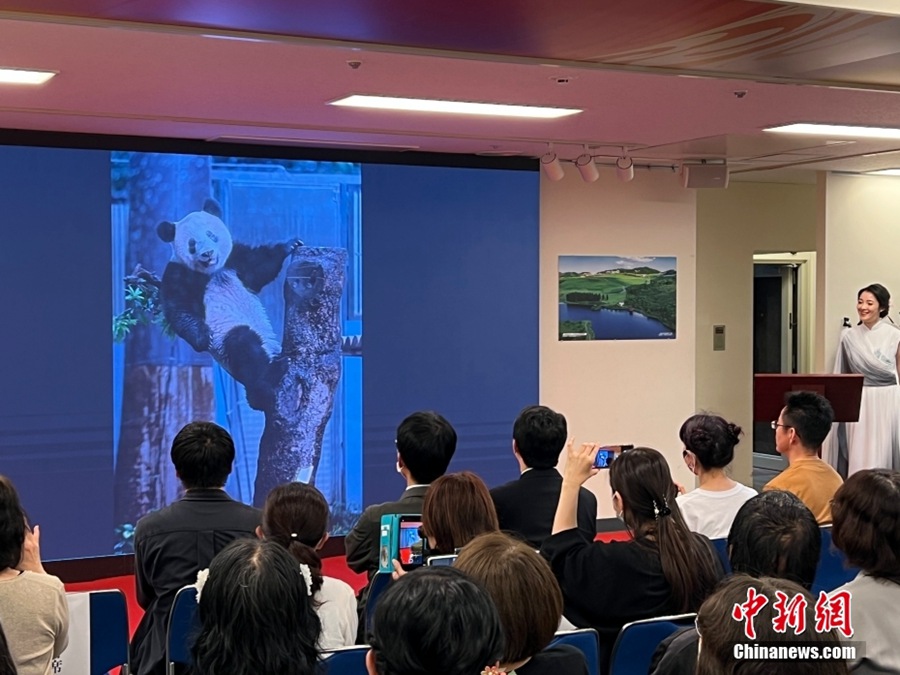 Giappone: festa di compleanno per il panda gigante Xiang Xiang