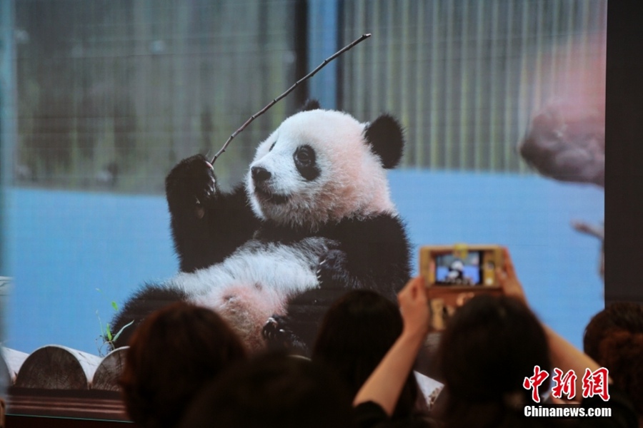 Giappone: festa di compleanno per il panda gigante Xiang Xiang