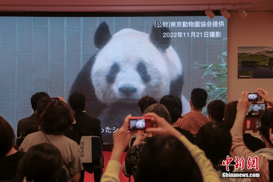 Giappone: festa di compleanno per il panda gigante Xiang Xiang