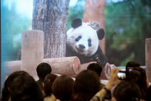 Giappone: festa di compleanno per il panda gigante Xiang Xiang