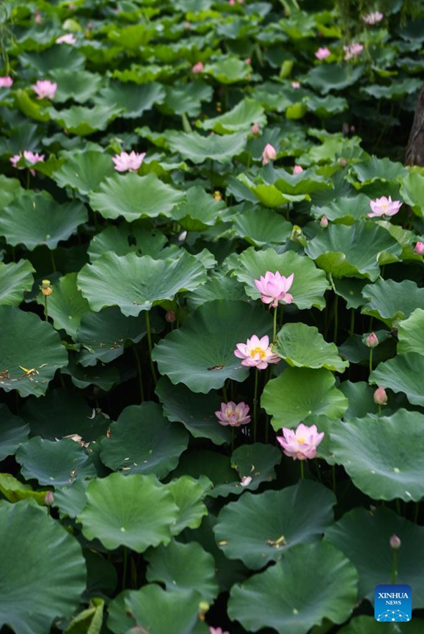 Zhejiang si concentra sullo sviluppo verde e sostenibile