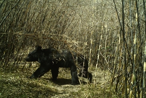 Yunnan: animali avvistati nella Riserva Naturale Nazionale delle Montagne Gaoligong