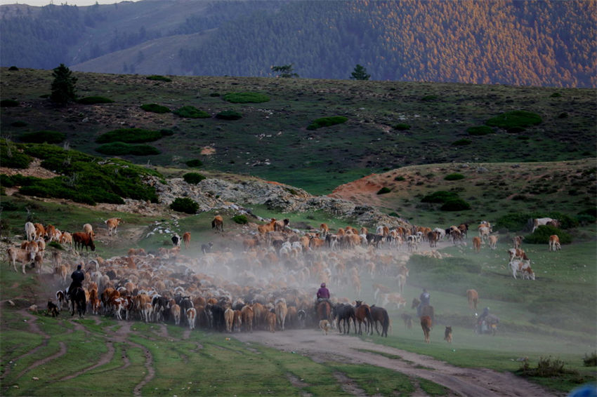 Altay, Xinjiang: inizia la transumanza