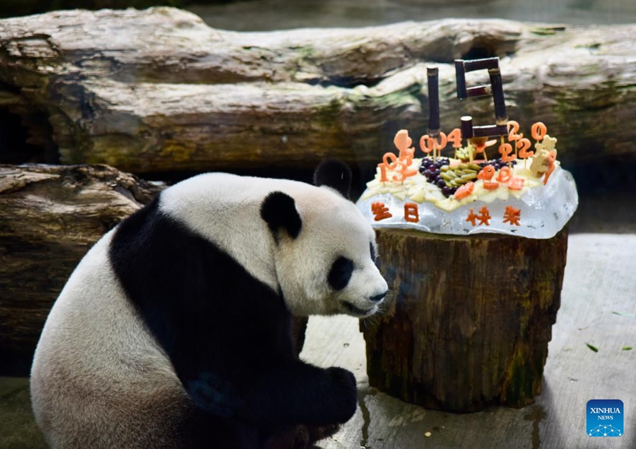 Lo zoo di Taipei festeggia il 19° compleanno del panda gigante proveniente dal continente