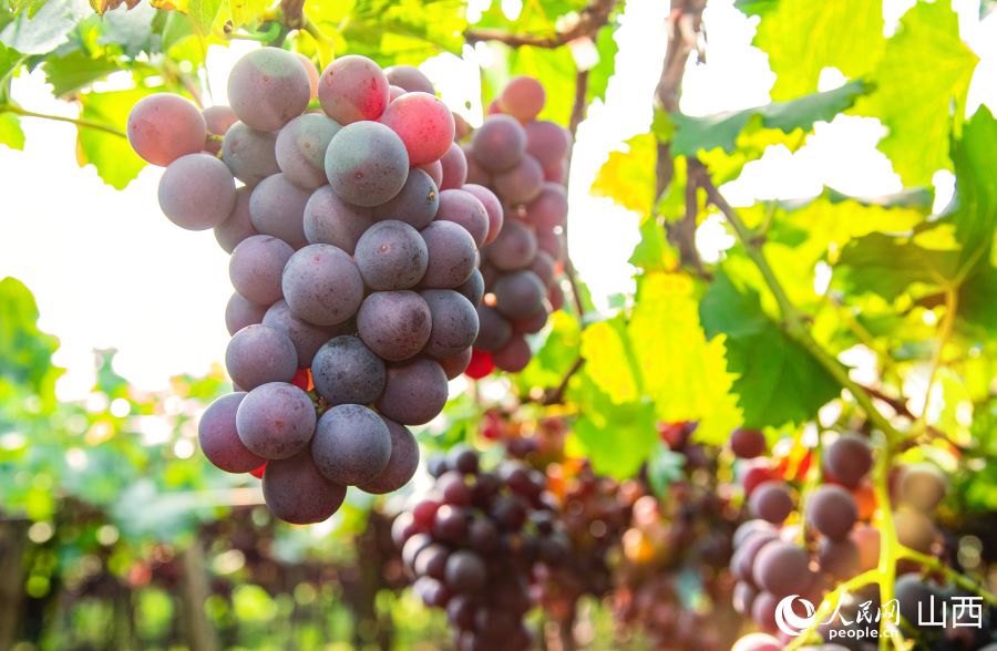 Shanxi: inizia la stagione della vendemmia