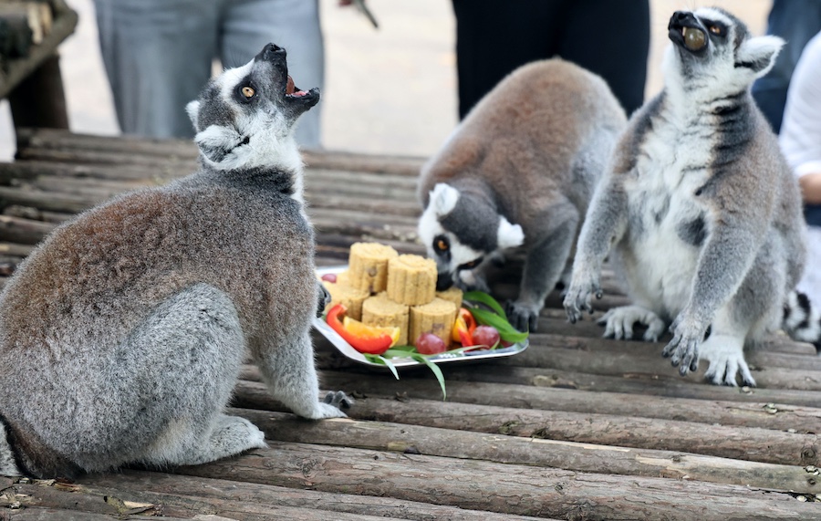 Jiangsu, anche gli animali mangiano torta lunare per la Festa di Metà Autunno