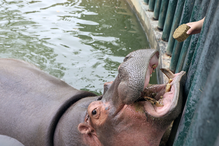 Jiangsu, anche gli animali mangiano torta lunare per la Festa di Metà Autunno