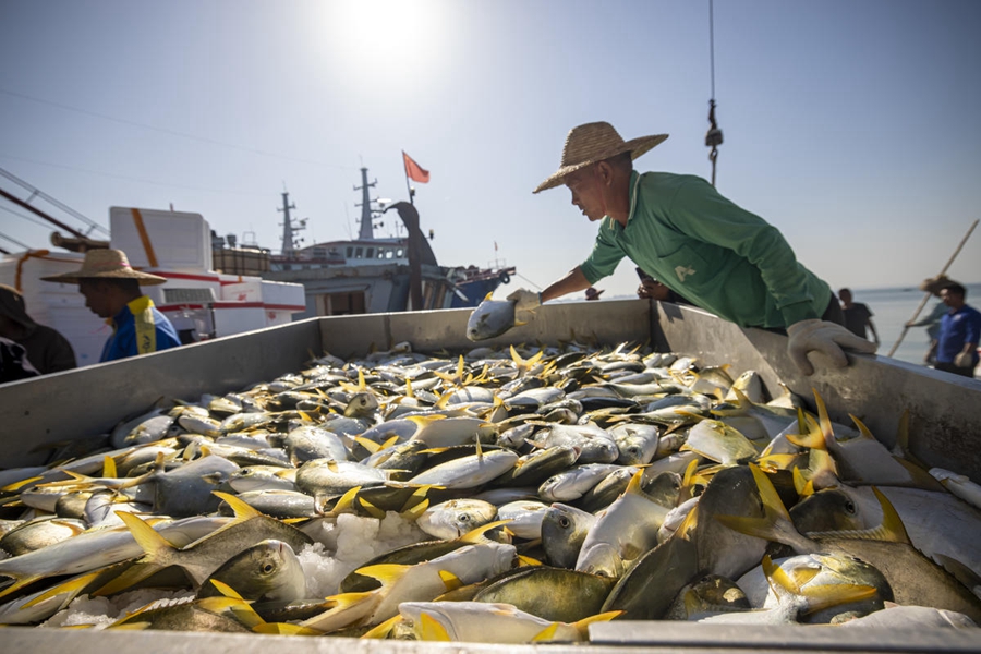 Zhanjiang, Guangdong: arriva la stagione della pesca