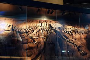 Il più grande museo di scienze naturali dell'Asia apre a Baoding, Hebei