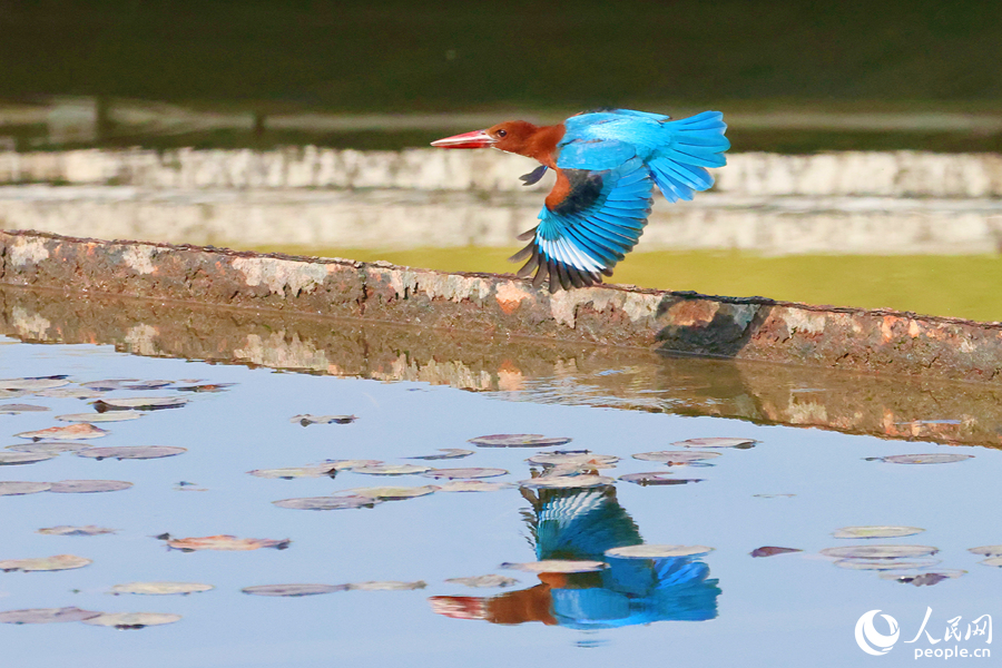 Martin pescatore dalla gola bianca avvistato in un parco a Xiamen, nel sud-est della Cina