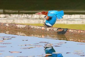 Martin pescatore dalla gola bianca avvistato in un parco a Xiamen, nel sud-est della Cina