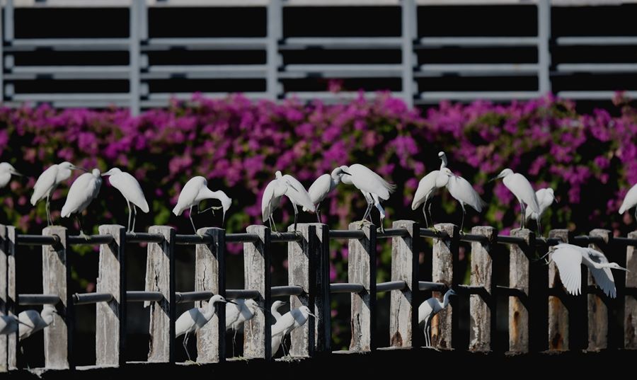 Garzette popolano il lago Yundang a Xiamen