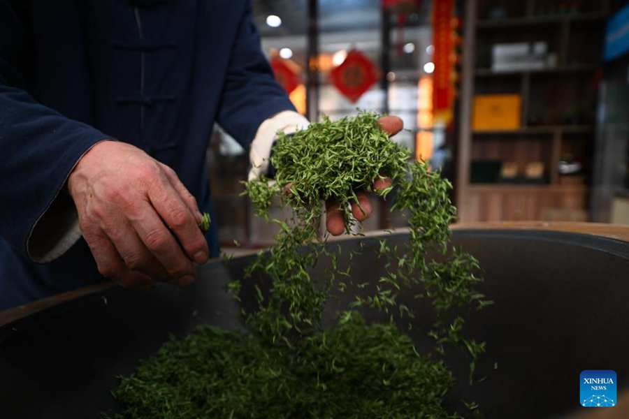 Stagione della raccolta delle foglie di tè Biluochun a Suzhou