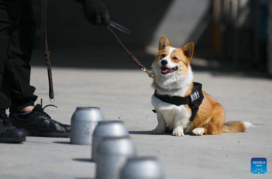 Il primo cane poliziotto di razza corgi della Cina