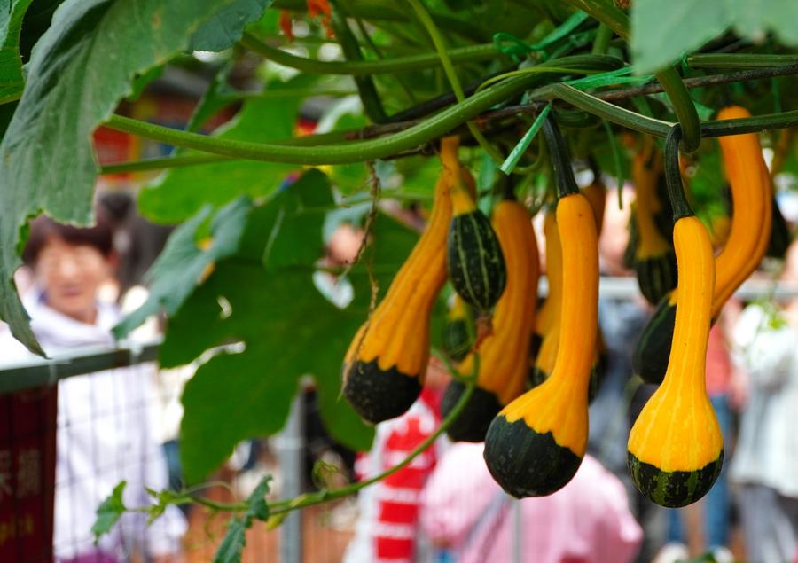 L'expo internazionale di scienze e tecnologie vegetali attira visitatori nello Shandong