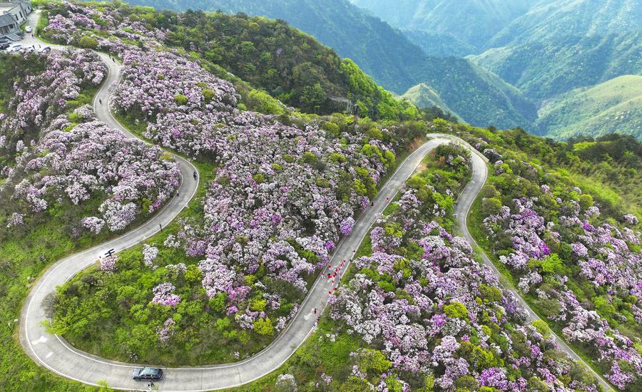 Scenario primaverile in un parco forestale nazionale nella città di Yongzhou, nella provincia dello Hunan. (26 aprile 2024 - Zhou Xiuyuchun/Xinhua)