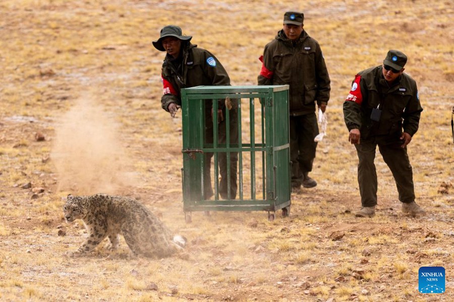 Leopardo delle nevi liberato in natura nello Xizang