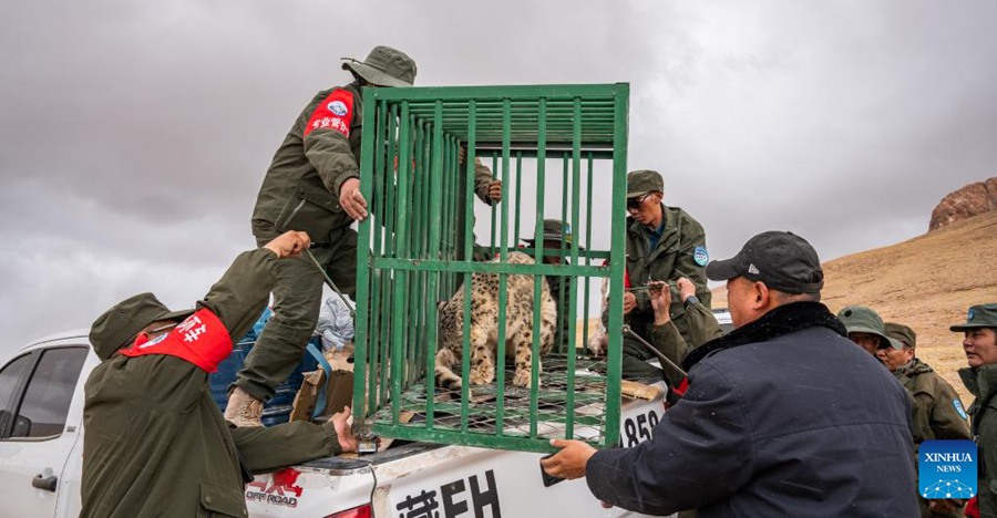 Leopardo delle nevi liberato in natura nello Xizang