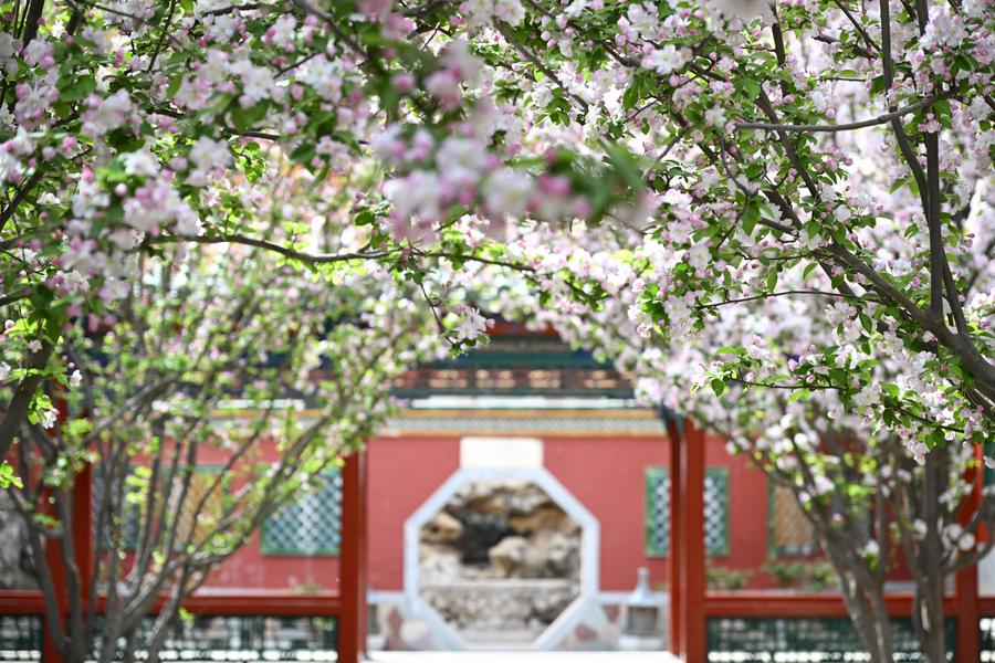 Alberi in fiore al Museo del Palazzo, noto anche come Città Proibita, a Beijing, capitale della Cina. (7 aprile 2024 - Xinhua/Jin Liangkuai)