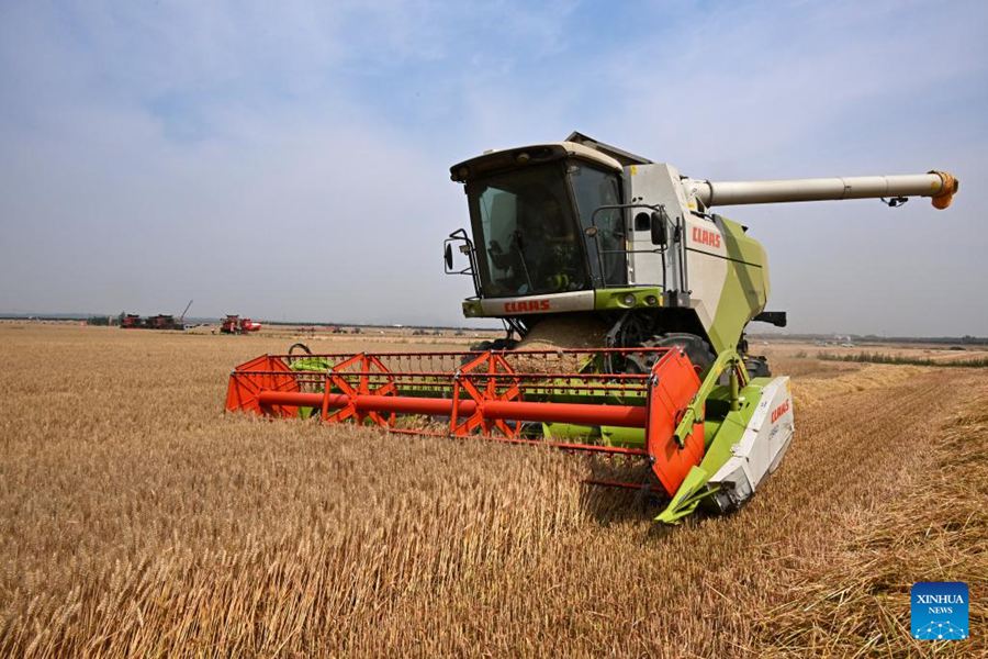 Mietitrebbie raccolgono il grano a Qingdao