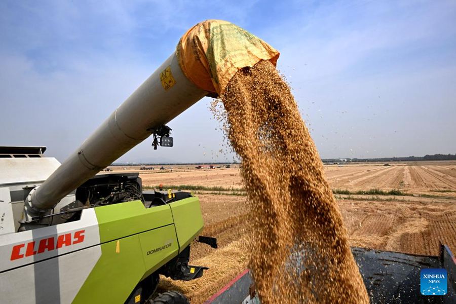 Mietitrebbie raccolgono il grano a Qingdao