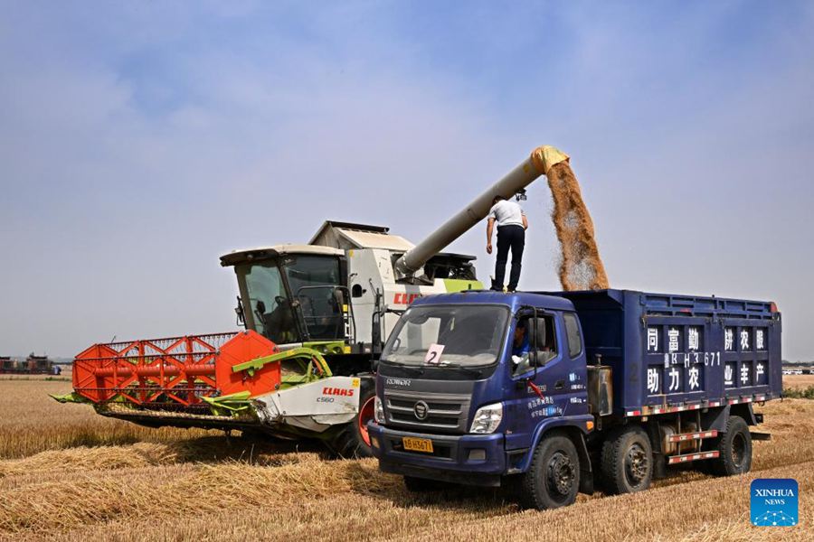 Mietitrebbie raccolgono il grano a Qingdao