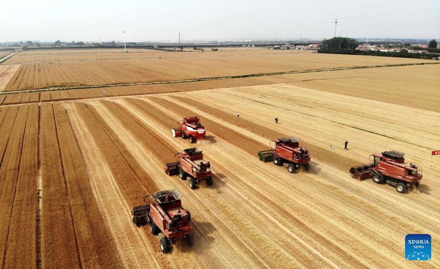 Mietitrebbie raccolgono il grano a Qingdao