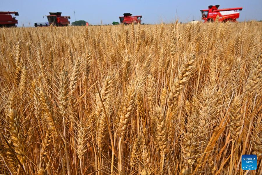 Mietitrebbie raccolgono il grano a Qingdao