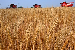 Mietitrebbie raccolgono il grano a Qingdao