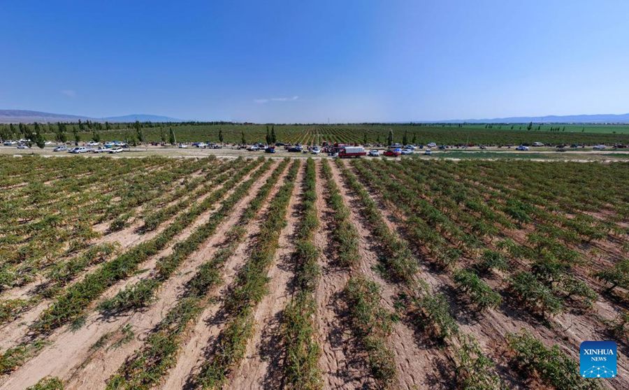 Una base di produzione di bacche di goji nella contea di Tongxin, a Wuzhong, nella regione autonoma Hui del Ningxia, nel nord-ovest della Cina. (11 luglio 2024 – Xinhua/Yang Zhisen)