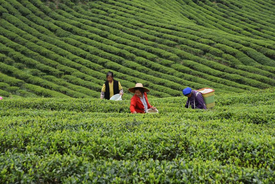 Agricoltori raccolgono foglie di tè nel villaggio di Changgou, provincia del Guizhou, nel sud-ovest della Cina. (3 aprile 2024 - Xinhua/Li Fan)