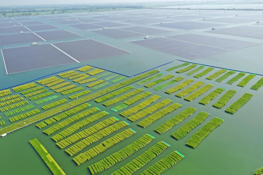 Campi di riso in un'area di subsidenza delle miniere di carbone nella città di Huainan, nella provincia dell'Anhui. (22 agosto 2024 – Xinhua/Chen Bin)