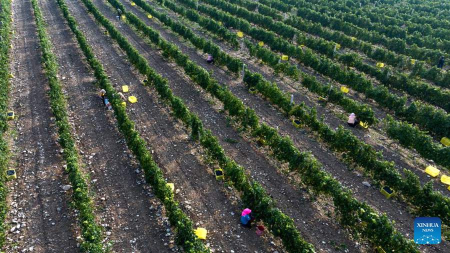 Versante orientale del Monte Helan entra nella stagione di raccolta dell'uva da vino