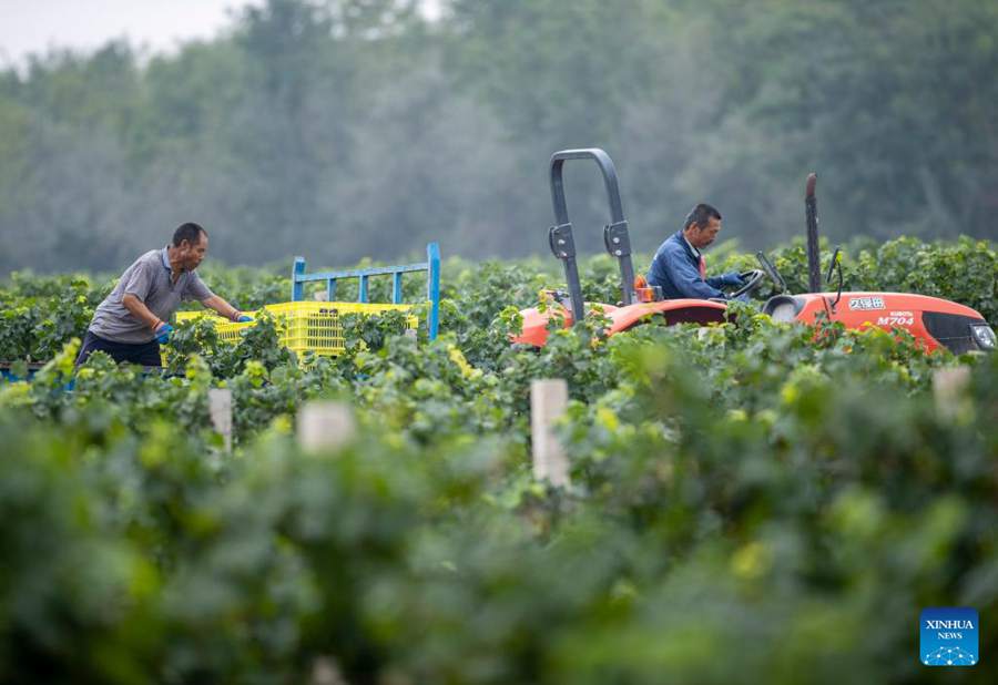 Versante orientale del Monte Helan entra nella stagione di raccolta dell'uva da vino