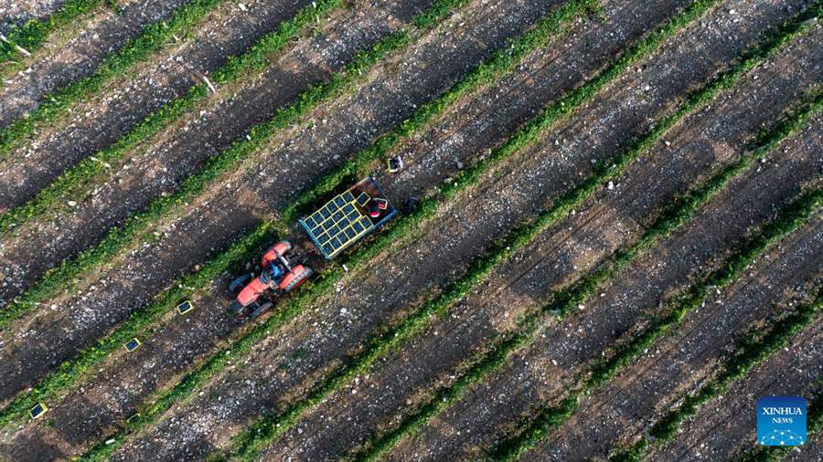 Versante orientale del Monte Helan entra nella stagione di raccolta dell'uva da vino