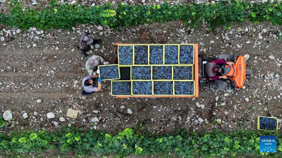 Versante orientale del Monte Helan entra nella stagione di raccolta dell'uva da vino