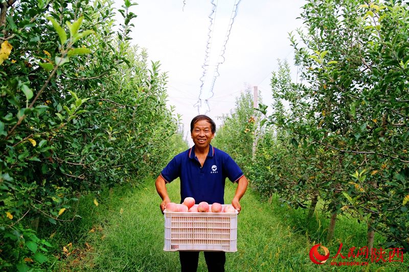 Shaanxi: ricco raccolto di mele regala sorrisi ai frutticoltori