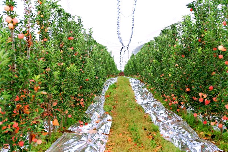 Shaanxi: ricco raccolto di mele regala sorrisi ai frutticoltori